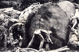 An end to logging
