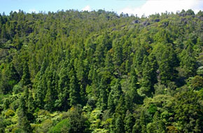 Kauri Distribution