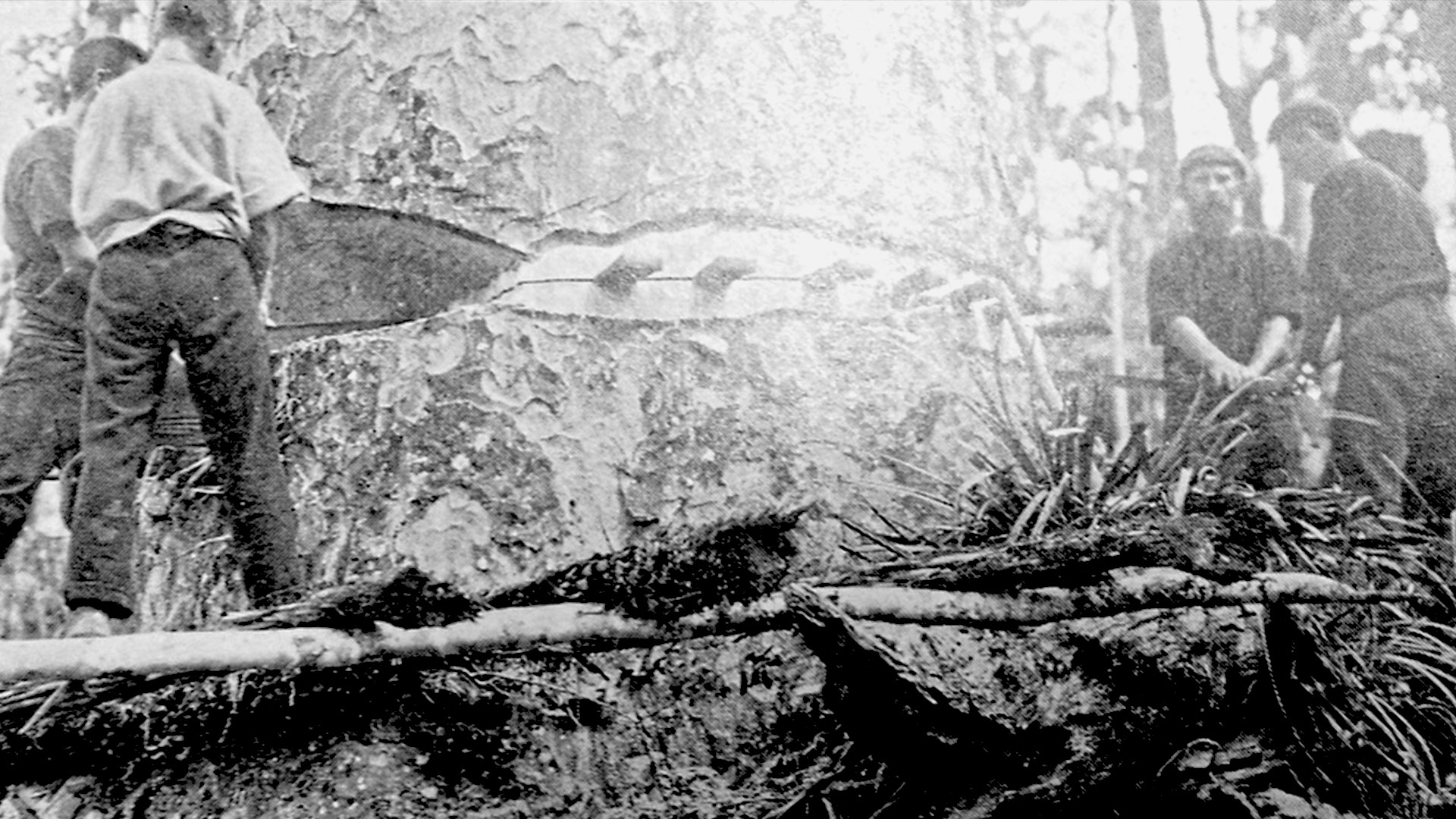 Kauri History Gallery Kauri 2000