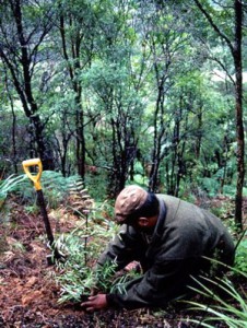 Kauri Planting 